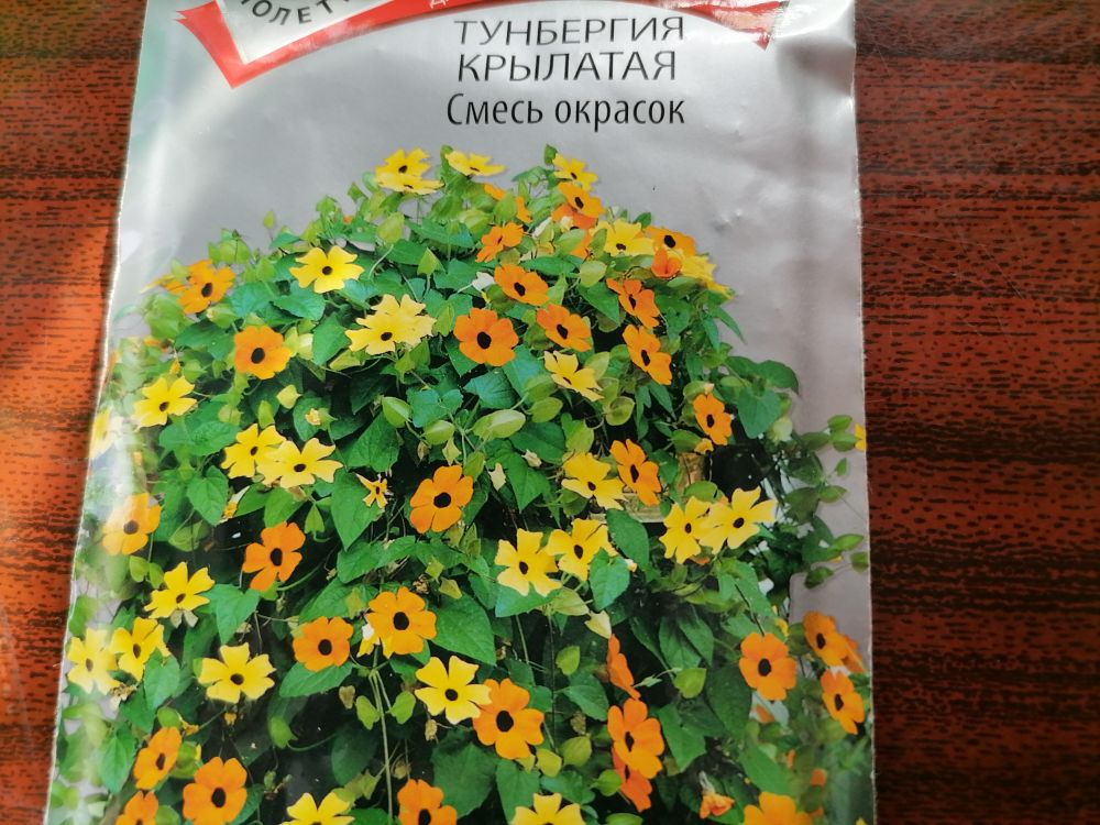 Тунбергия майсурская Thunbergia mysorensis