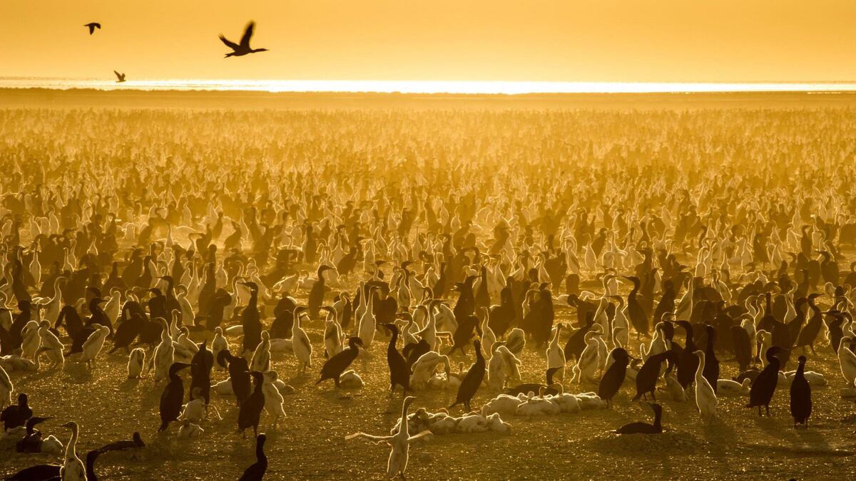 Рейтинг - 9.1