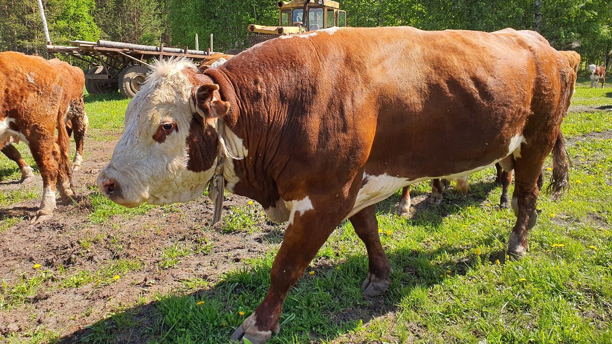 Телосложение герефорда. фото Fermer.ru ©