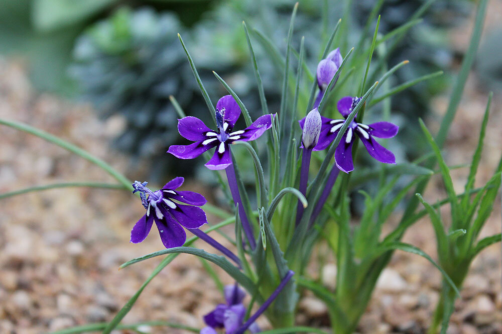 Лаперузия ореоджина, Lapeirousia oreogena.