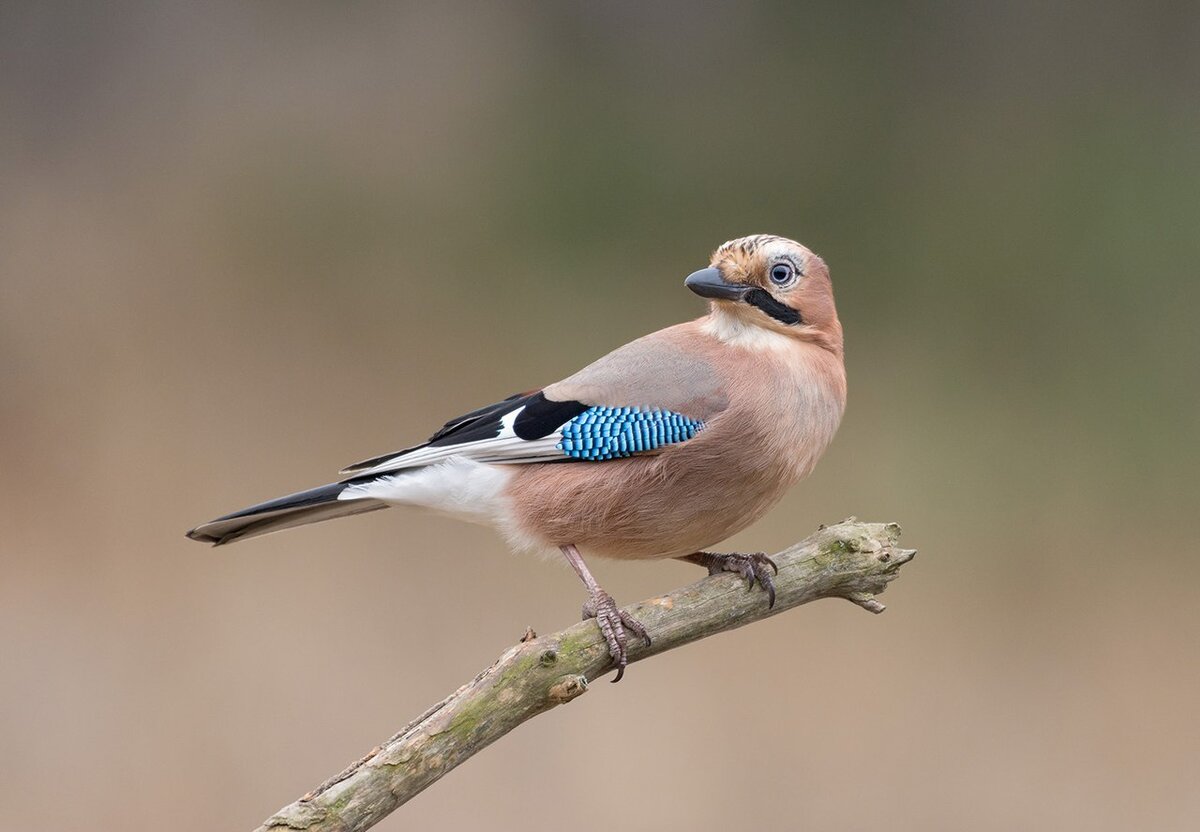 Сойка - пресмешница на ветке.