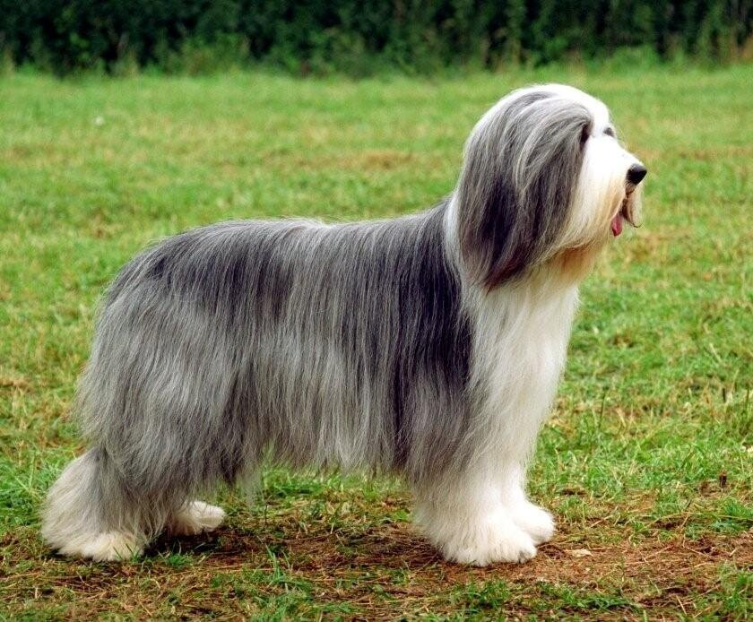 фото бородатого Колли