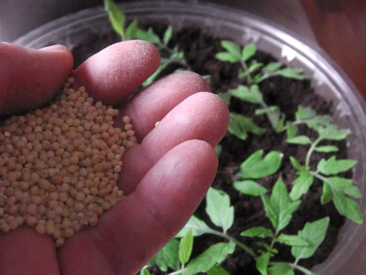 Питательный раствор для рассады. Фото автора