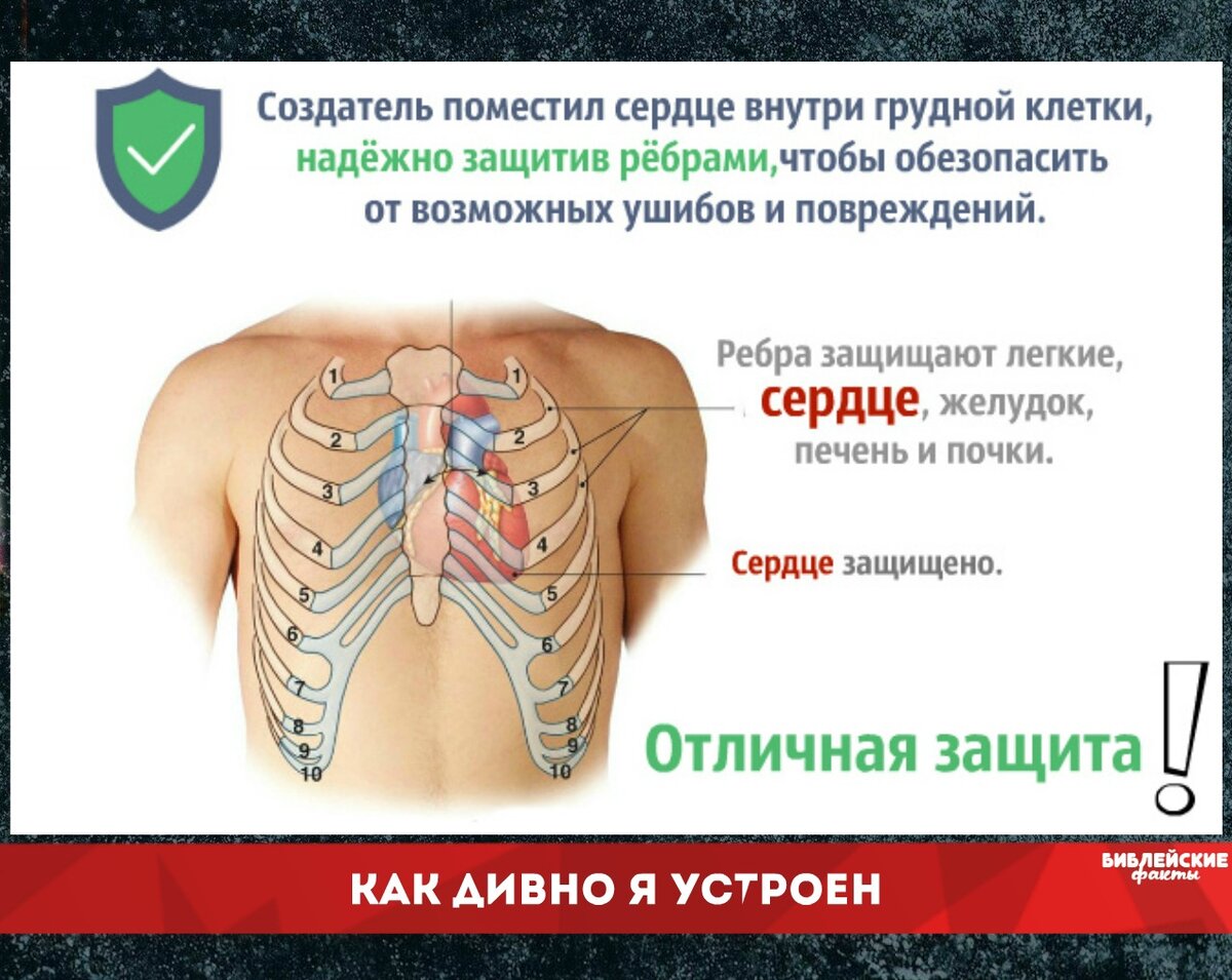 Мы дивно устроены. Ребра человека имеют уникальную форму | Интересные  Библейские факты | Дзен