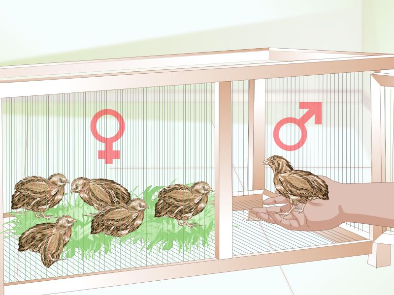 Куропатки — выгодная птица для содержания в личном хозяйстве