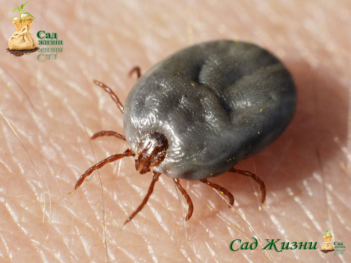 Напившийся клещ, часто таких видим на котах