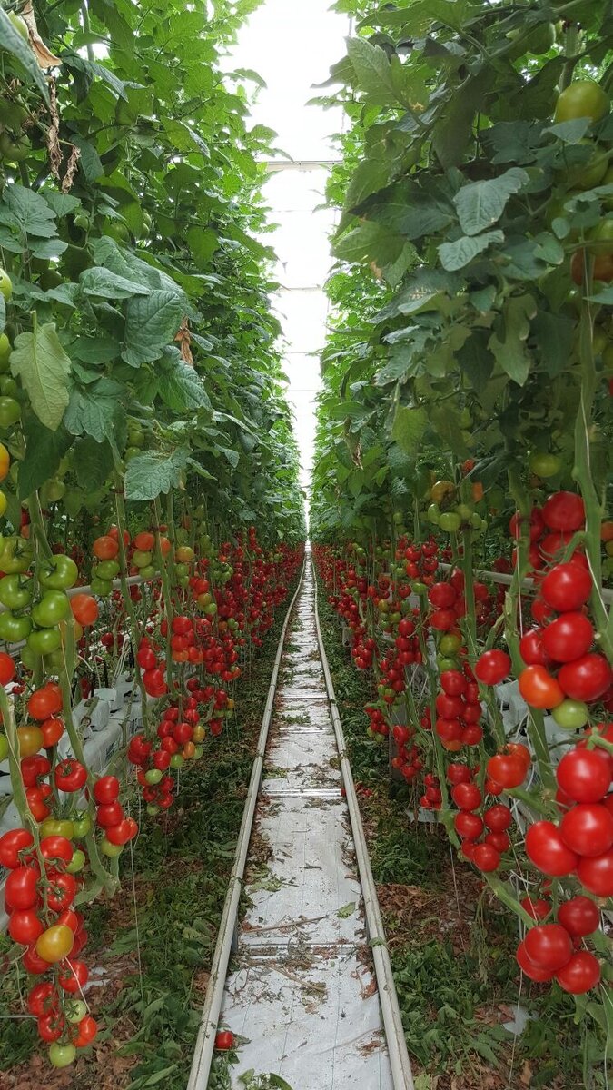 Продленный оборот с растениями томата
