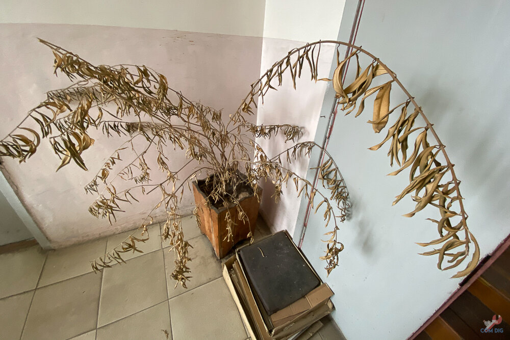 Завявший цветок. 