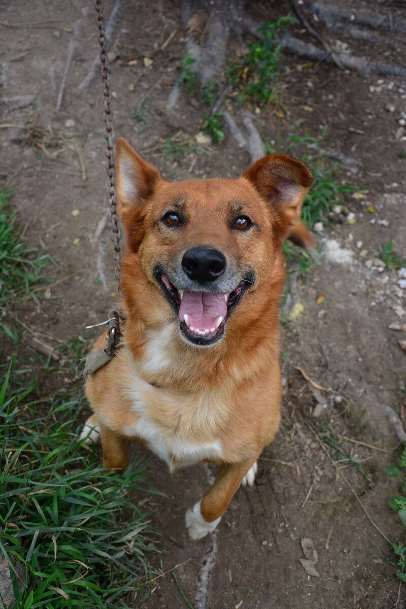 Рыжик, который нашел Филю и Мульку