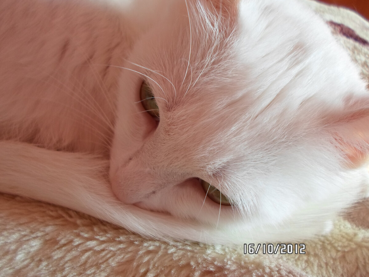 "Роза" Мои фото