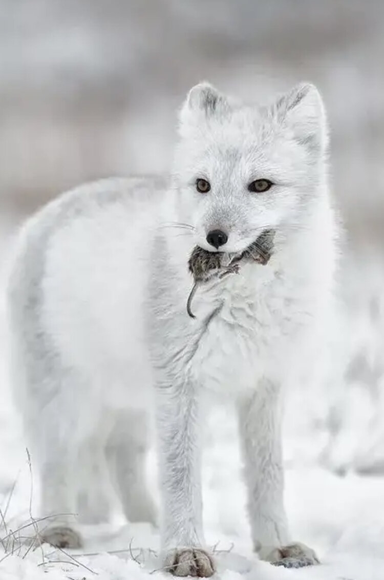 Про белую лису. Песец (Arctic Fox). Полярная лисица песец. Песец белый. Лисенок песца.