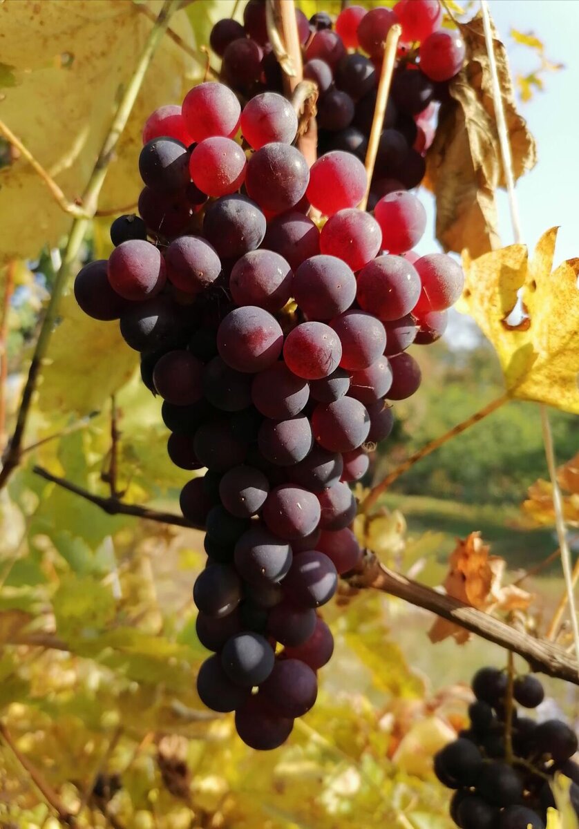 Виноград Кардинал в октябре. Фото автора