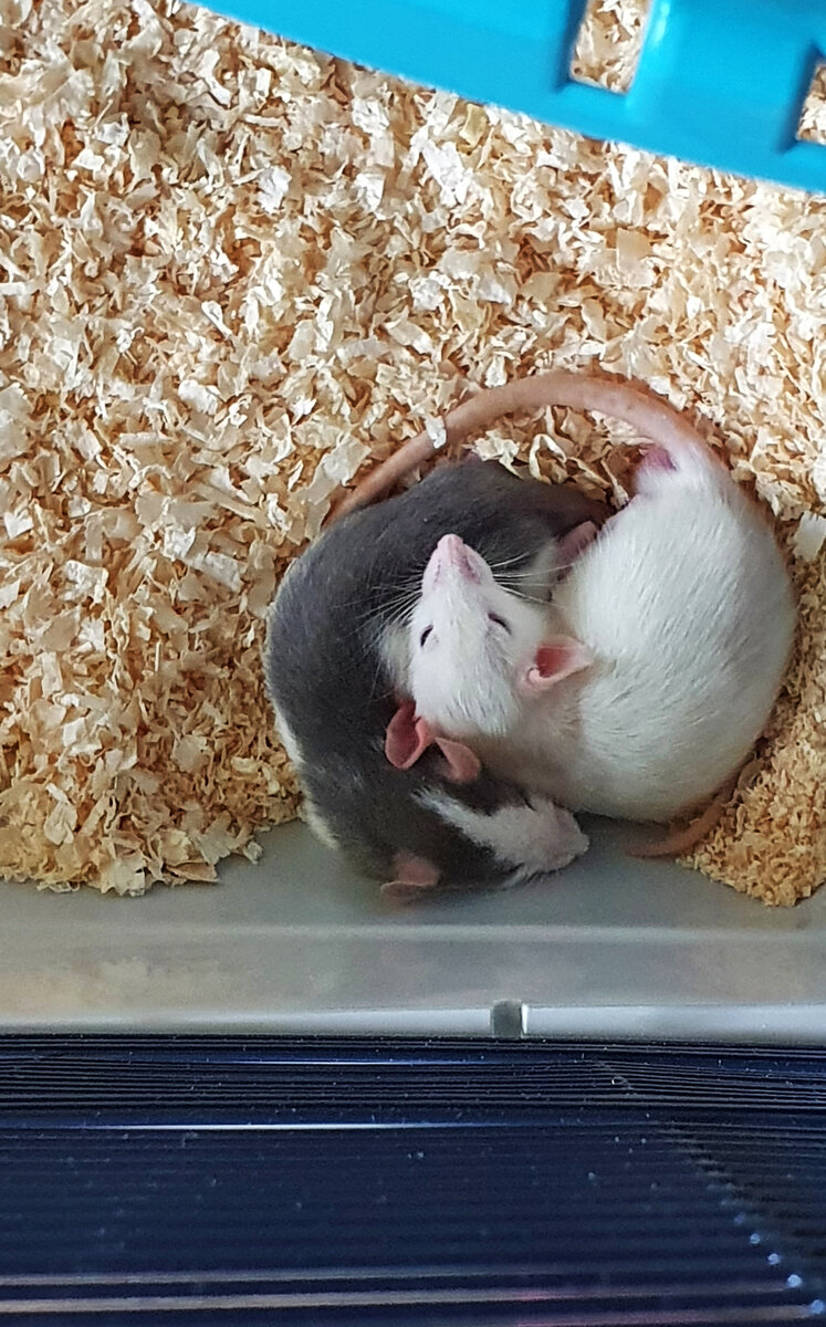Милые крысята. Спят в обнимку, ночью не шумят