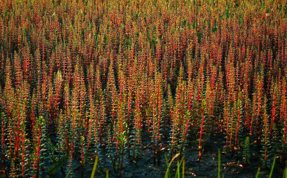 Какие-то супер-древние хвощи