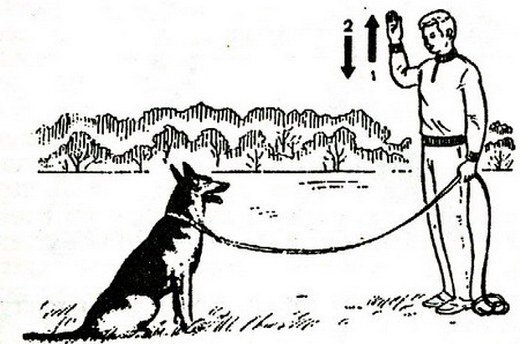 Посадка собаки на жест.