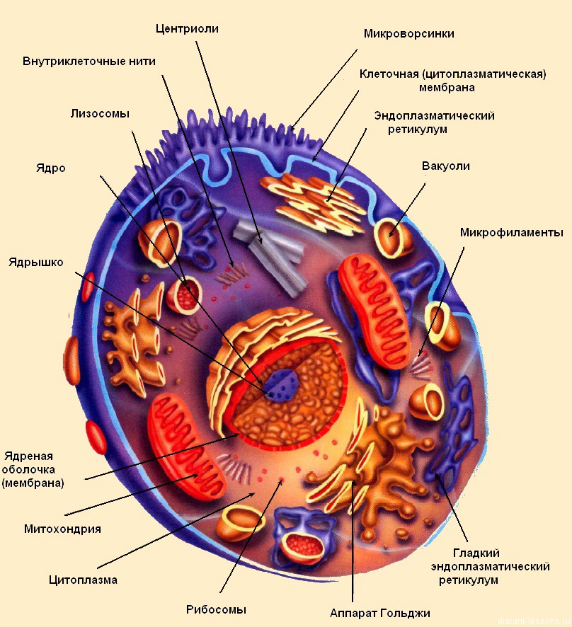 Структура клетки анатомия. Основные структуры организма клетки. Строение клетки клеточная структура. Из чего состоит человеческая клетка. Составляющие любой клетки