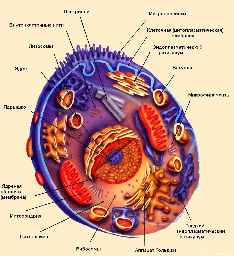 Живая клетка название. Структура клетки анатомия. Основные структуры организма клетки. Строение клетки клеточная структура. Из чего состоит человеческая клетка.