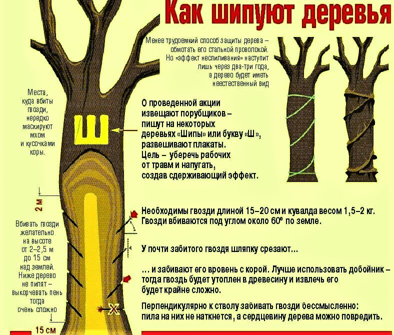 Как можно спасти дерево