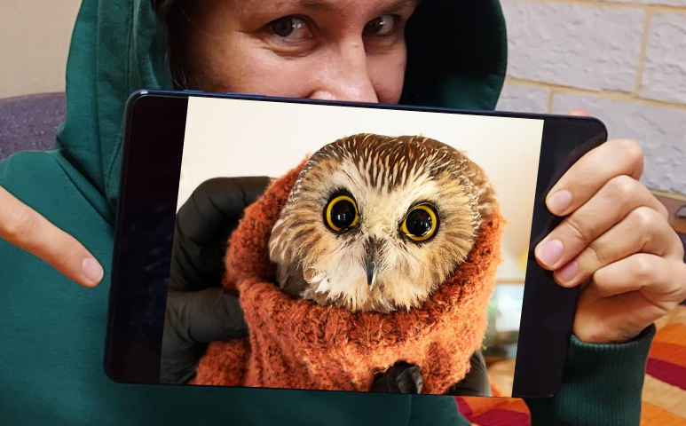 Сова крохотная, но уже не ребенок. Птенцы у сов всегда рождаются весной