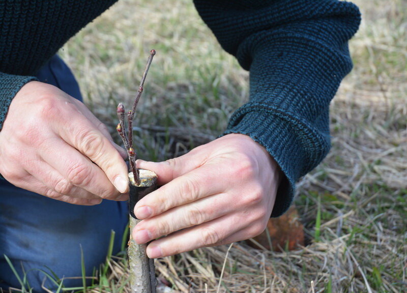 Когда прививать