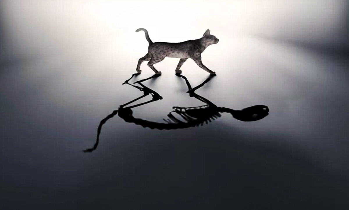 Кот Шрёдингера