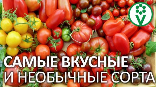 Лучшие сорта томатов, которые точно стоит себе завести!