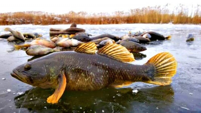 Ротан. Фото из открытых источников "Яндекс картинки"