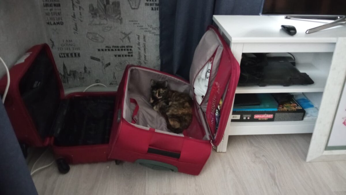 Куда деть кошку на время отпуска: 6 вариантов со своими плюсами и минусами  | Polienko: путешествуем вдвоём | Дзен