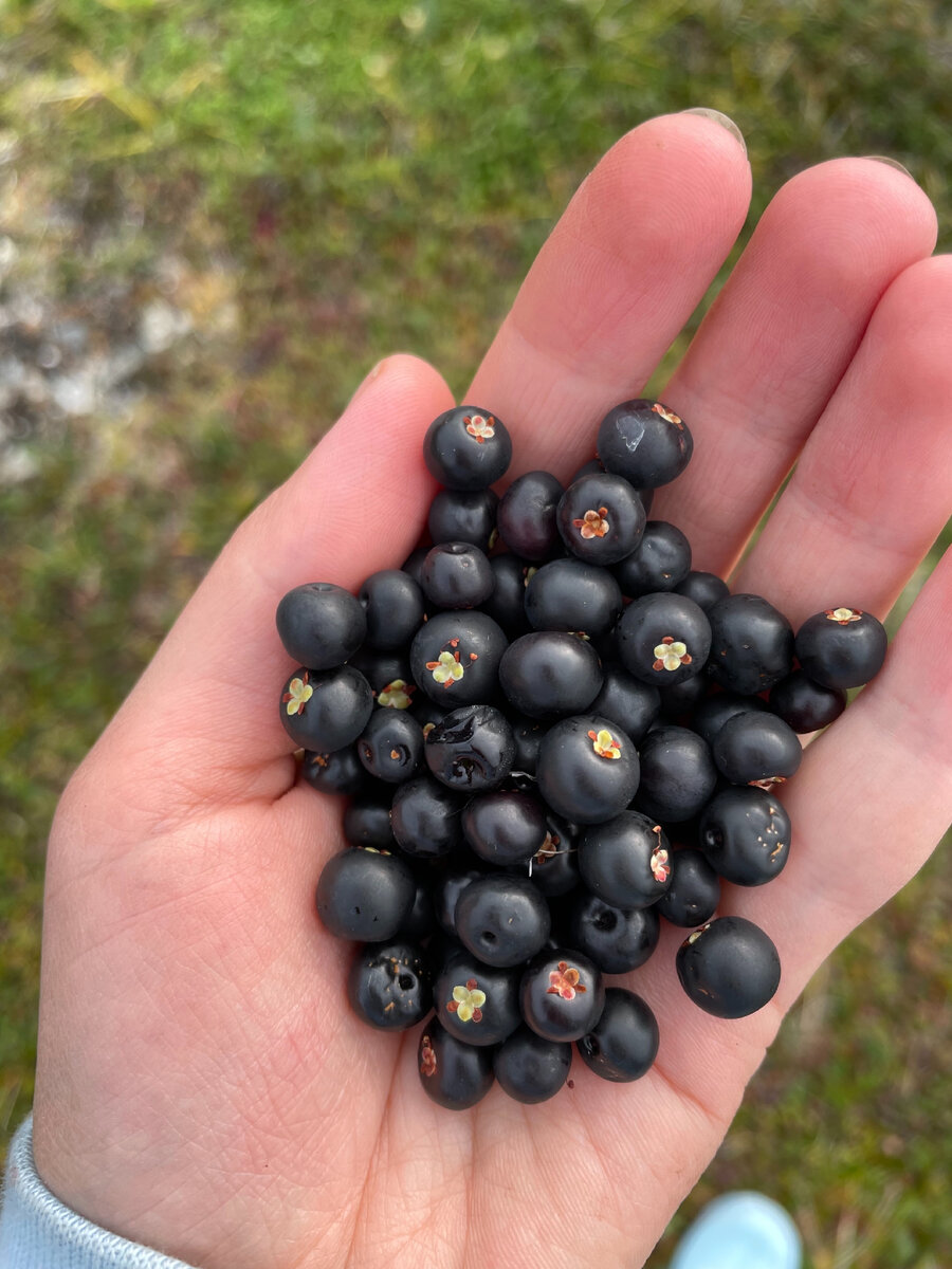 #чукотское лето #тундра  #лето в тундре  #шикша #северная ягода #чукотка #северяне #зеленая аптека #травница #крайний север 