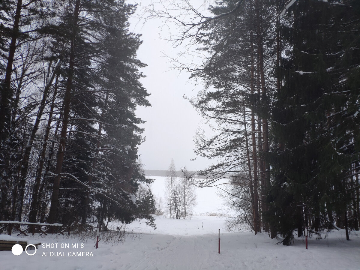 Спуск к водоему проходит через красивый ельник.