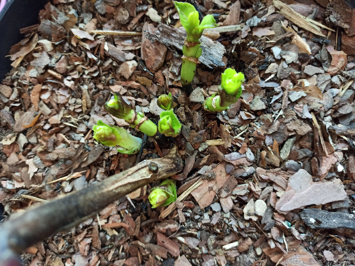 Из-за теплого февраля гортензии начали просыпаться еще в подвале (фото автора)