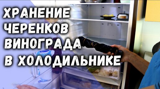 Хранение черенков винограда в холодильнике.