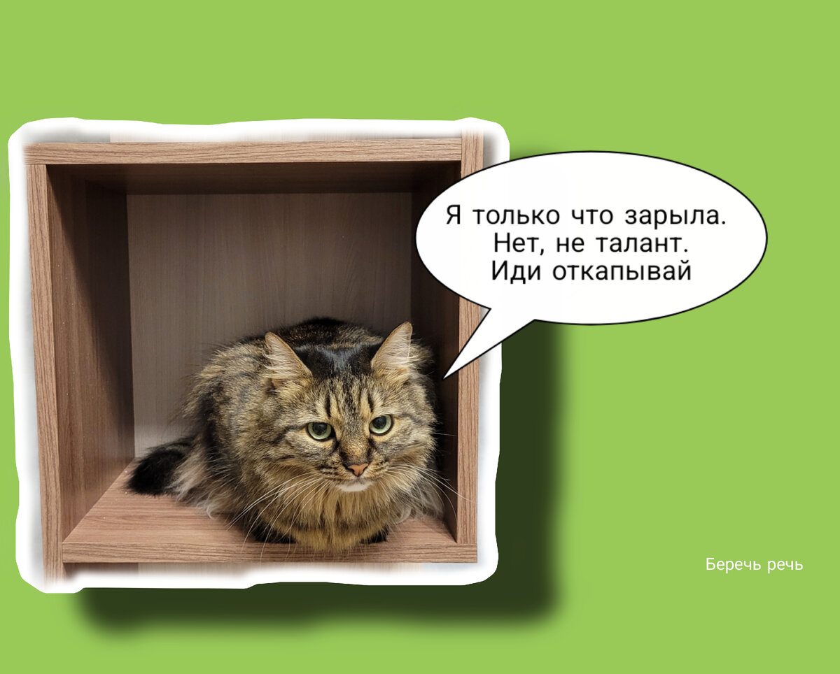 Моя котесса — соавтор канала