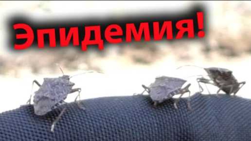 Нашествие вонючих клопов. Кровососущие жуки клопы летающие. Нашествие клопов в тюмени 2023. Нашествие лесных клопов 2023. Нашествие лесных клопов 2023.