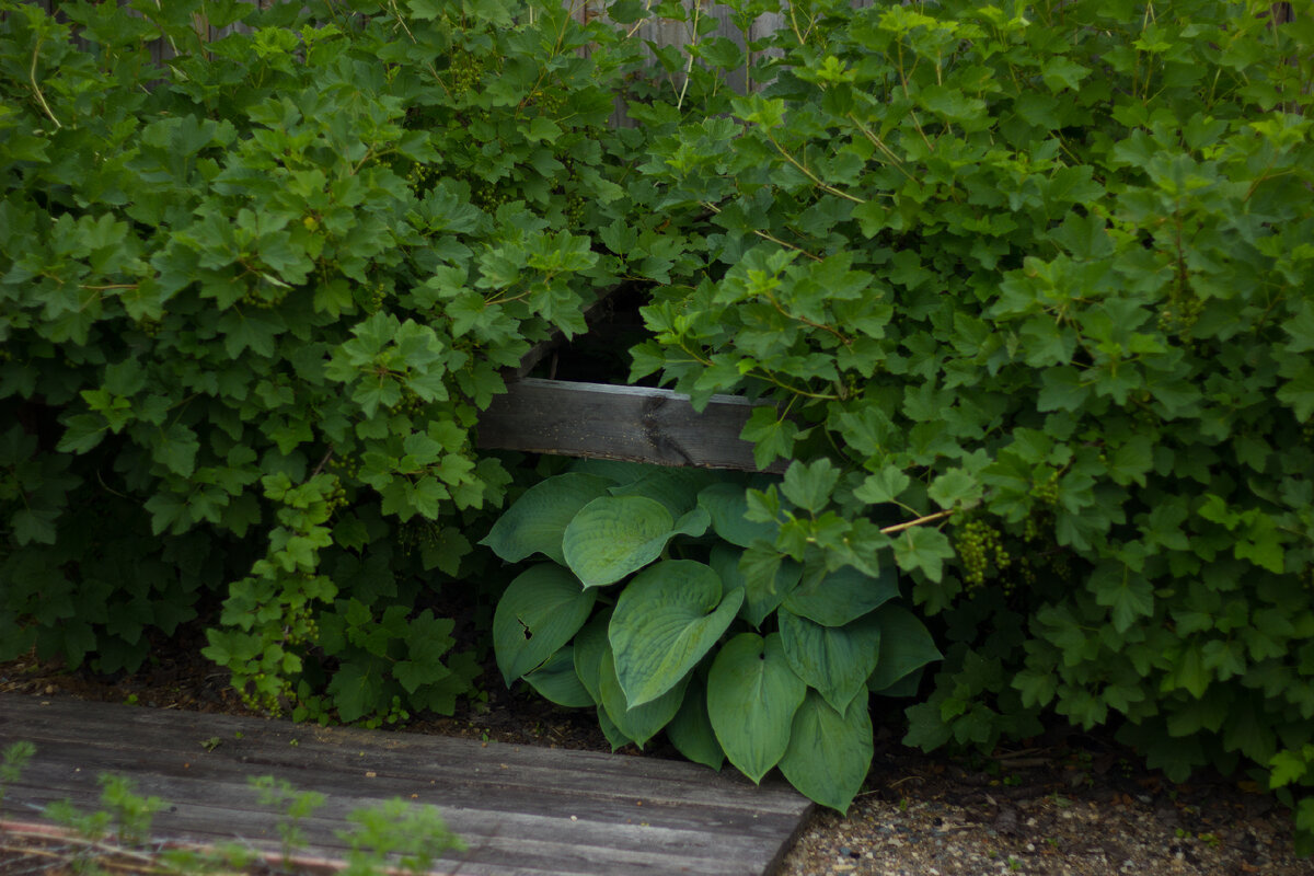 Хоста и белая смородина