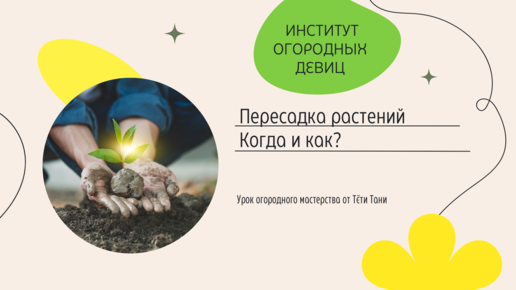 Пересадить весной или в августе? Или отправить в прикопку? А это как?