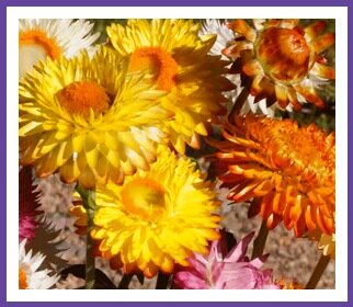 Гелихризум 