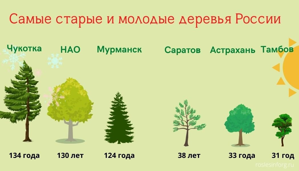 Группы возраста деревьев