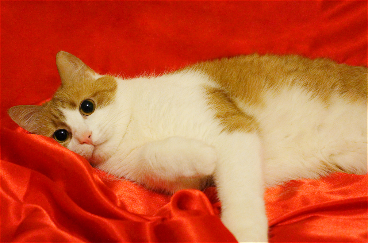 © ВСЕ ОТТЕНКИ КОШАЧЬЕГО. Кот Лев 🐱