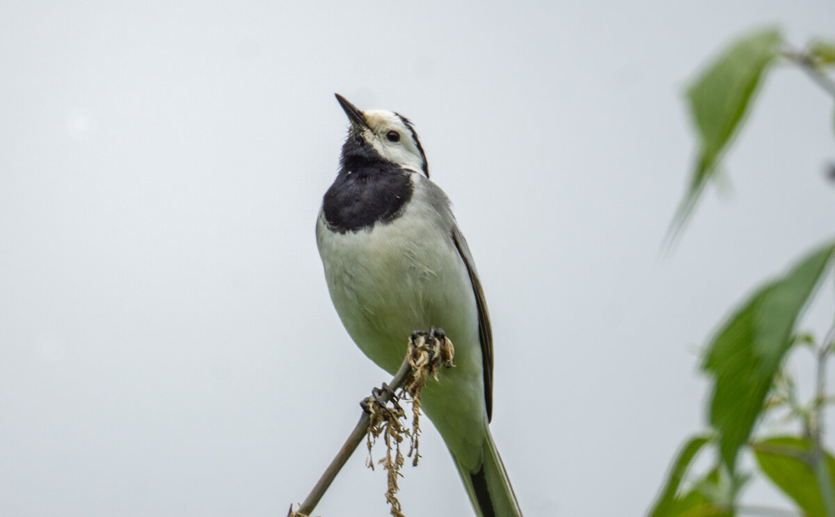 Белая трясогузка.