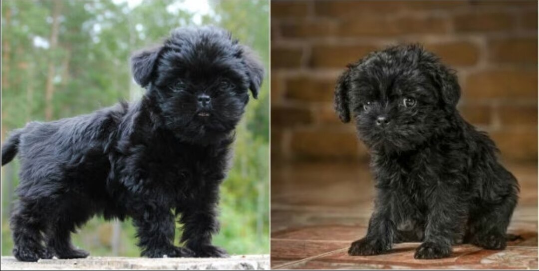 Идеи для кличек мальчика аффенпинчера