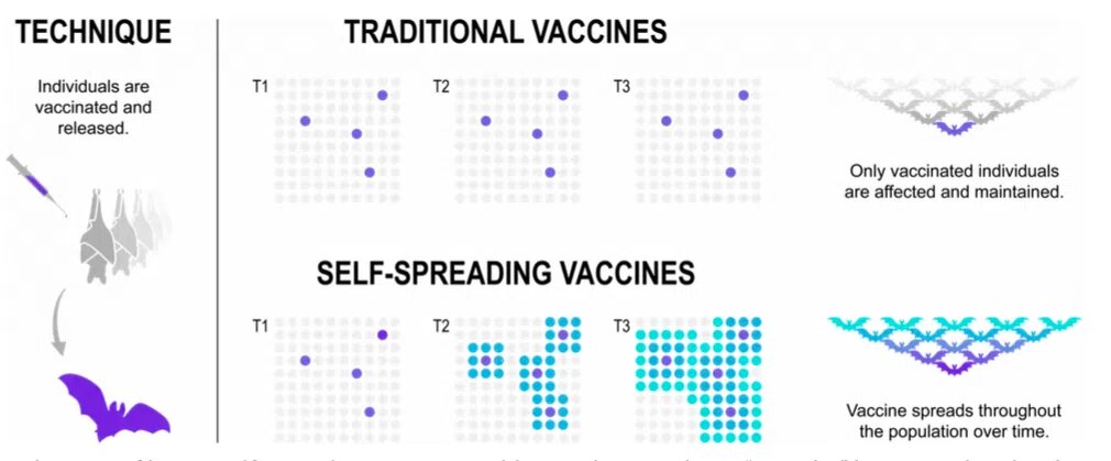 Схема того, как самораспространяющаяся вакцина может распространяться среди летучих мышей. «Летучие мыши-основатели, привитые самораспространяющейся вакциной, со временем пассивно передают вакцину другим летучим мышам, которых они встречают, постепенно вакцинируя всю колонию. Автор: Дерек Каэтано-Аноллес.