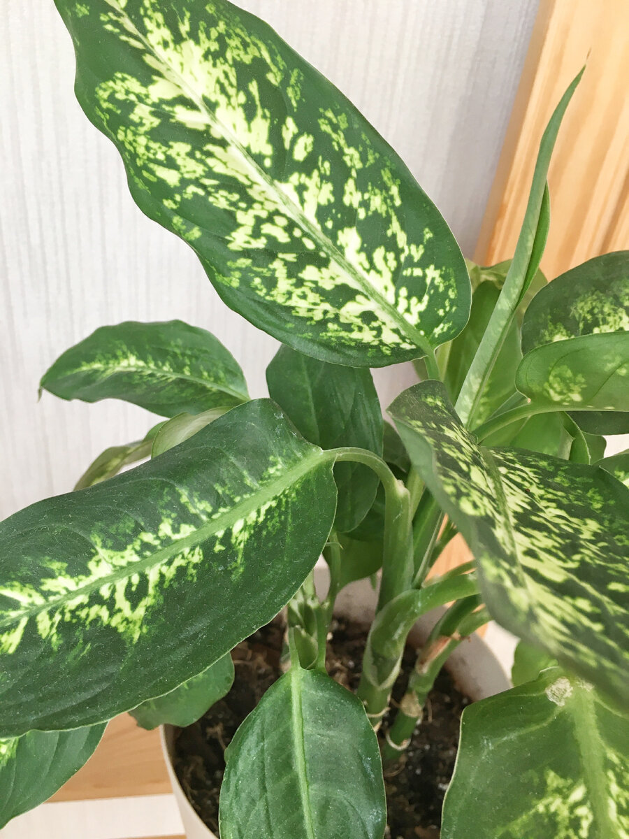 Диффенбахия 