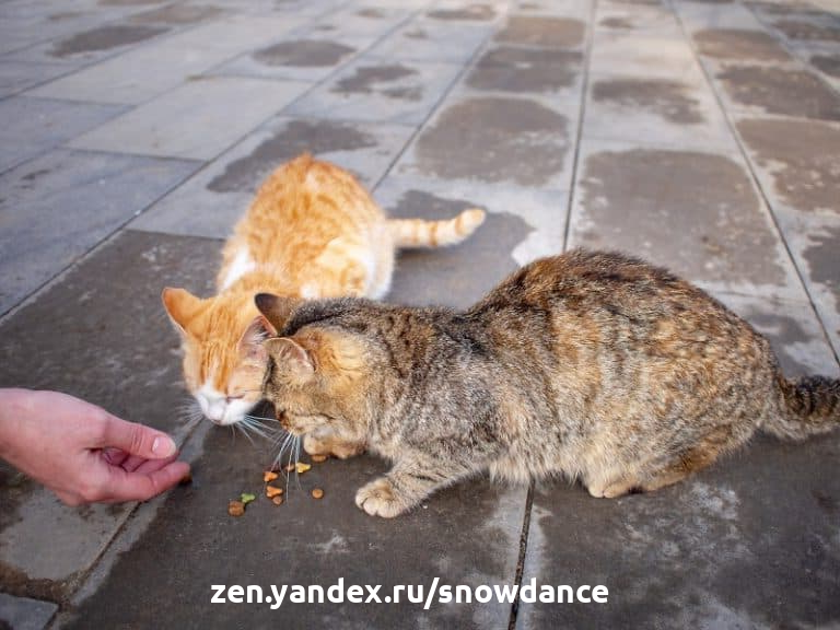 Кошка на улице: причины стремления и как помочь ей