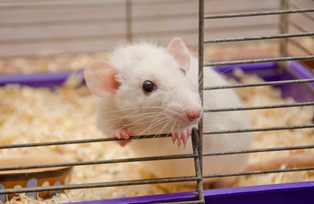 Что постелить в клетку домашней крысе