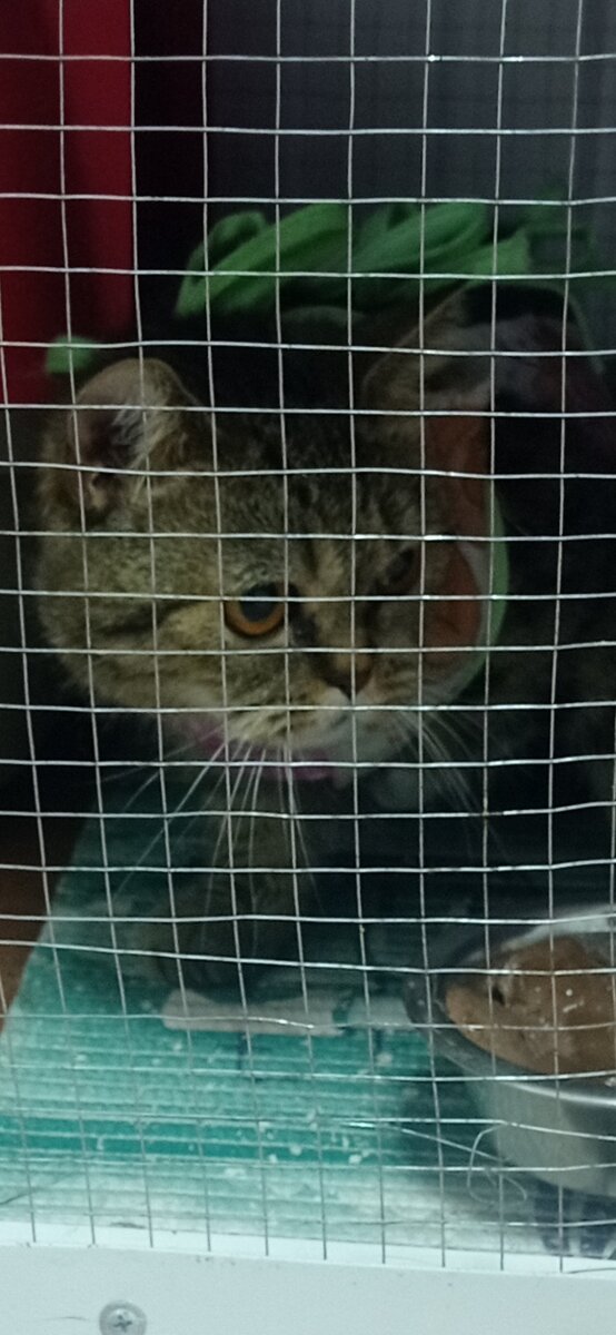 Маленькая злючка