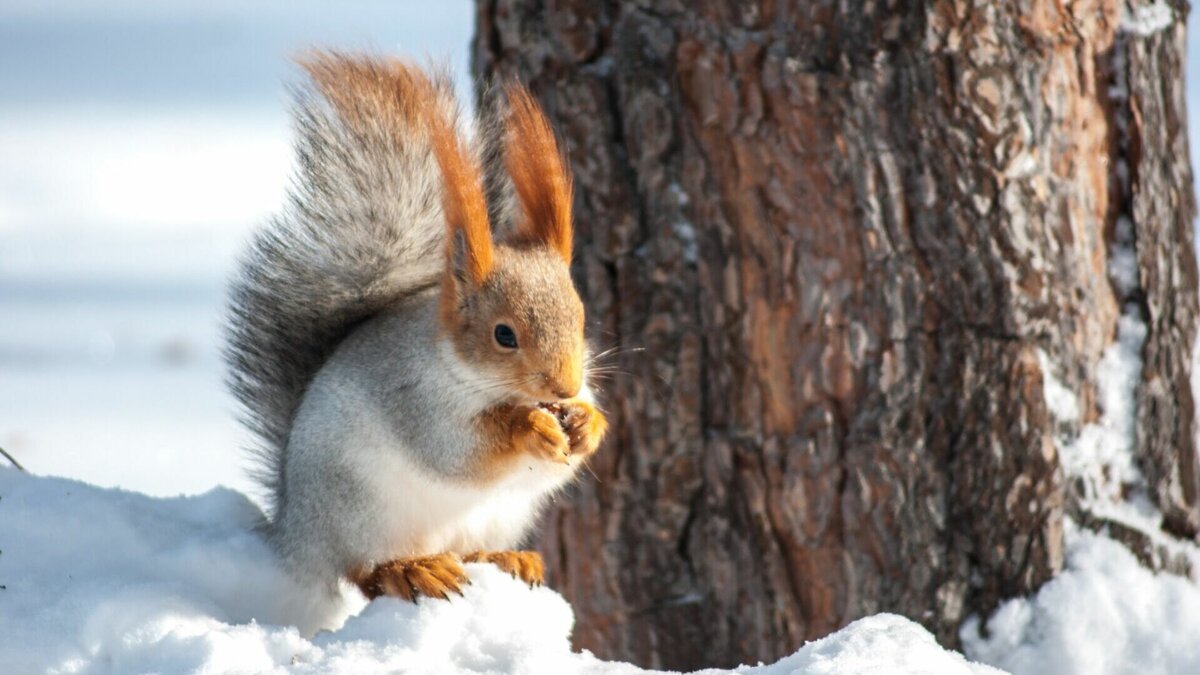     Жители Тюменской области обнаружили в лесном массиве Ишимского района запрещенные ногозахватывающие капканы на куниц. По словам горожан в ловушки попадают белки и птицы. При этом ответственные органы на браконьерство внимание не обращают.