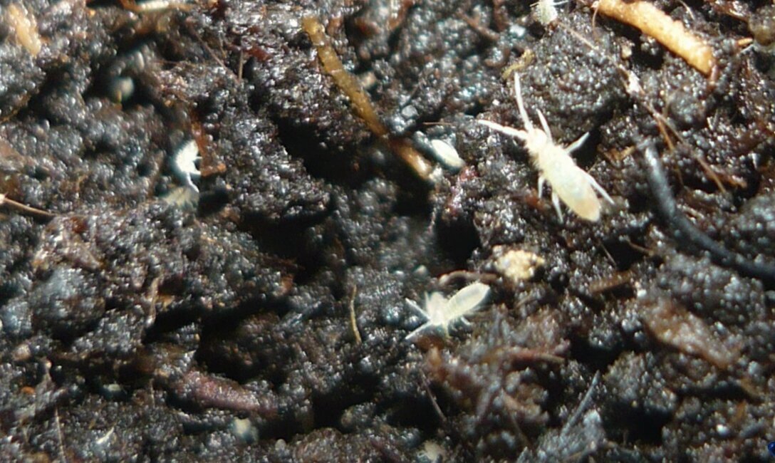 Прогнала муравьев из цветочных горшков за 1 минуту при помощи простых домашних средств