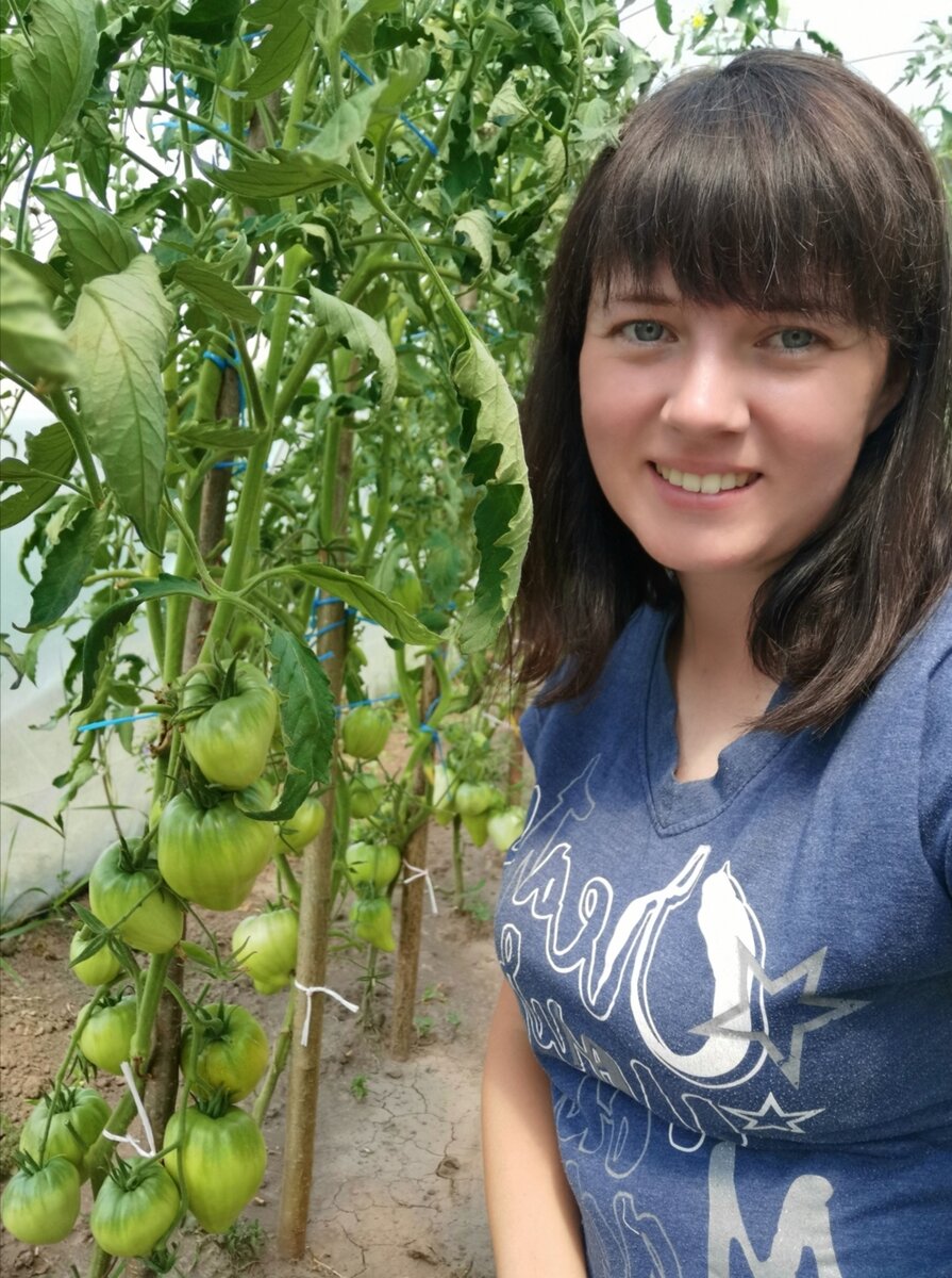 Огородник из рязани сорта томатов