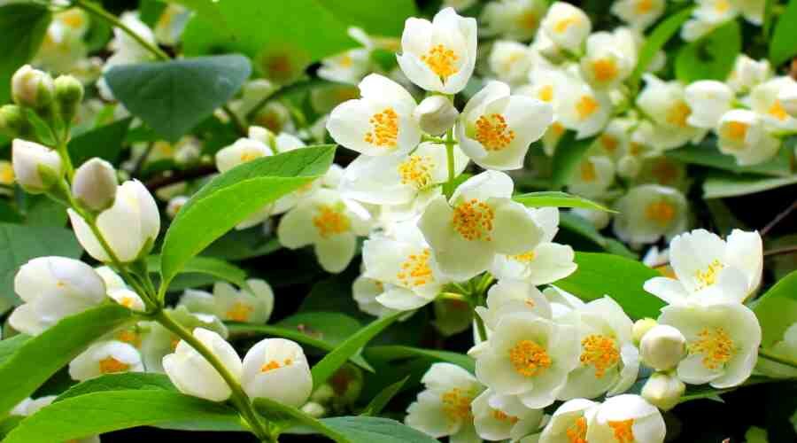 Жасмин - это вьющееся растение...